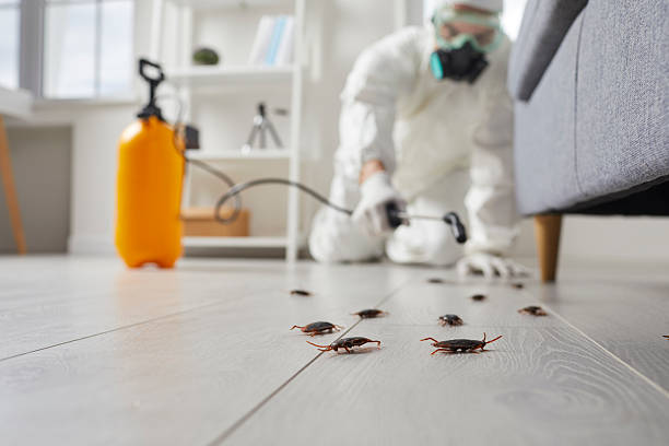 Commercial Kitchen Cockroach Control in Bayfield